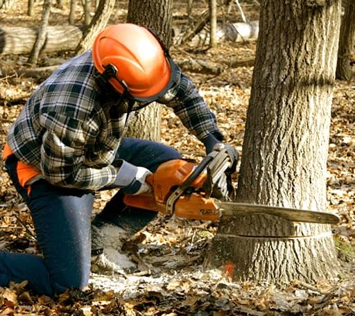 Tree Removal in Caddo Gap, AR